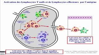 Differenciation et activation des lymphocytes T [upl. by Kirre]