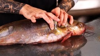 How to Make Initial Cuts on the Catfish  Fish Filleting [upl. by Rovner]