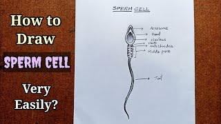 SPERM CELL Easy Drawing 🥰 [upl. by Yliah]