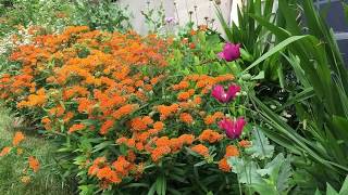 Meet Asclepias tuberosa the 2017 Perennial Plant of the Year [upl. by Hartmann]