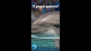 🐬 Basta cetacei in cattività in Messico [upl. by Cadmar]