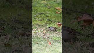 405 white crowned sparrow [upl. by Nedarb]