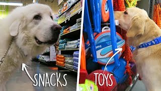 Buying Everything My Dog Touches at the Pet Store [upl. by Dowdell]