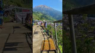 FERTILE FIELDS AND MOUNTAIN VIEWS  Indonesia Rural Life indonesianrurallife rural nature [upl. by Nlycaj]