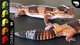 African Fattailed Gecko The Best Pet Lizard [upl. by Gurango565]