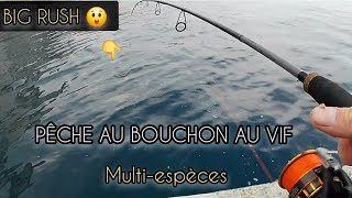 PECHE au VIF au BOUCHON Le BARRACUDA et pêche multiespèce  Rascasse sar [upl. by Story705]