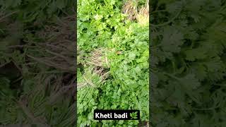 Dhaniya ki kheti khetibadi dhaniya dhaniyakikheti khet kheti mooli palak dhaniyakikheti [upl. by Laniger]