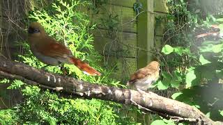 Garrulax Berthemyi Buffy Laughingthrush Blauwoog Gaailijster couple  2 young [upl. by Witty]