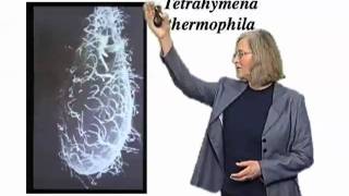 Elizabeth Blackburn UCSF Part 1 The Roles of Telomeres and Telomerase [upl. by Kedezihclem]