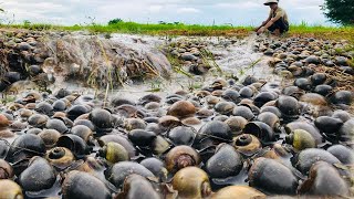 Amazing too many field snails in waterflooding at rice field picking a lot today [upl. by Nolrak]