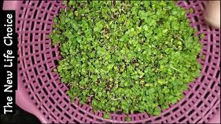 Green Moong sprouts🌱Mustard seeds MicrogreensGrowing herbs at home🏠 [upl. by Nnod392]