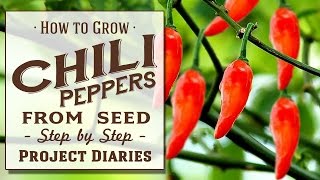 ★ How to Grow Chili Peppers from Seed A Complete Step by Step Guide [upl. by Ardel]