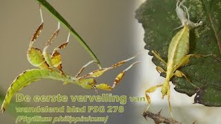 De eerste vervelling van wandelend blad PSG 278 Phyllium philippinicum  timelapse 16x [upl. by Arais]