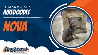 Airedoodle Training Blacksburg  Airedoodle Dog Training Video [upl. by Ahsya]