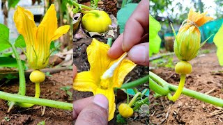 How to hand pollinate pumpkin Flower  Hand pollination in pumpkin Flower  Hybrid pumpkin [upl. by Eirrok997]