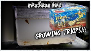 Triassic Triops Deluxe Kit Days 18 [upl. by Ravahs]