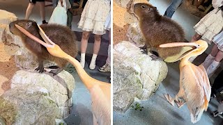 Hungry Pelican attempts to EAT capybara [upl. by Biron]