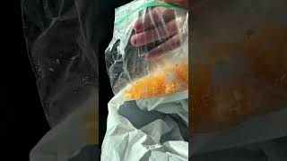 The salmon roe works 😮‍💨😮‍💨 fyp fishing salmon fishingvideo [upl. by Anirok]