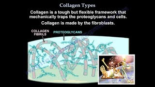 Collagen Types  Everything You Need To Know  Dr Nabil Ebraheim [upl. by Hsiwhem284]