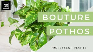 COMMENT FAIRE DES BOUTURES DE POTHOS [upl. by Ayotnahs]