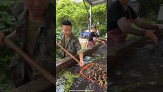 Amazing Chinese Water Fruit shortsvideo [upl. by Kizzee]