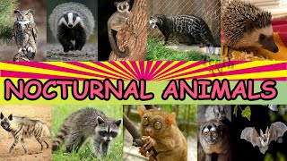 Facts about Nocturnal Animals with Pictures and correct Pronunciation [upl. by Kcira]