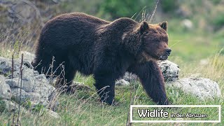 Braubären Wölfe und Rotwild in den Abruzzen [upl. by Attenhoj196]