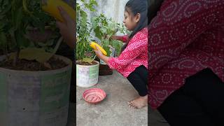 Process of How to Store Brinjal Seeds 🍆🍆 shorts garden vegetables gardening [upl. by Eglantine]