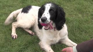 English Springer Spaniel [upl. by Anirbed847]