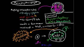 Immunology  Monocytes and Macrophages [upl. by Durward]