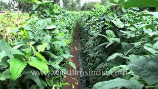 Yardlong bean or Vigna unguiculata ssp sesquipedalis [upl. by Suedama]