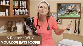 Why Do Dogs Eat Poop  Veterinarian explains why [upl. by Broome]