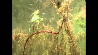 Dahlberg Diver Frog River2Sea Produktvideo 1 [upl. by Ecinrev]