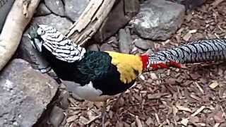 Lady Amhersts Pheasant Display [upl. by Peednam]