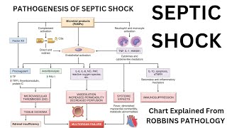 SEPTIC SHOCK  Pathogenesis of Septic Shock  Robbins pathology [upl. by Ermeena]