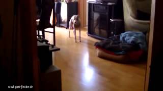 Komplexfokaler Anfall beim Whippet mit running fitsComplexfocal Seizure Whippet with running fits [upl. by Yortal602]