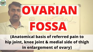 OVARIAN FOSSA  Anatomical basis of Referred Pain to Hip joint Knee joint amp Medial side of thigh [upl. by Frohne]