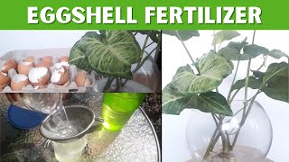 Eggshell Fertilizer for your water grown houseplants [upl. by Mcquade]