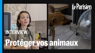 3 conseils pour protéger vos chiens et chats de la chaleur [upl. by Doig]