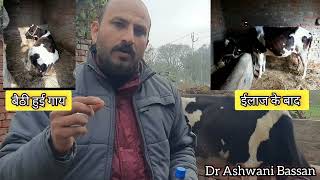 Treatment of Downer Cow Syndrome  बैठी हुई गाय को खड़ा करे  Hypocalcemia Dr Ashwani Bassan [upl. by Gardal907]