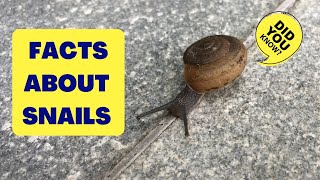 FACTS ABOUT SNAILS  Gastropod  Mollusks  I Found a Snail in the Garden [upl. by Attolrac]