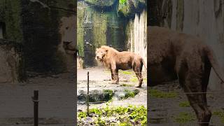 highlights lion Avilon Zoo [upl. by Eeimaj561]