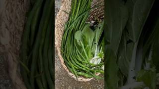 Green vegetables shorts YouTube 1kcreator farming [upl. by Bonni346]