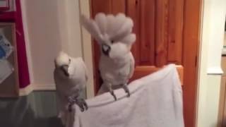 Cockatoo dances to Elvis original [upl. by Beebe]