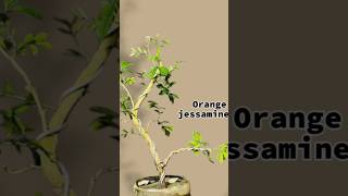 Orange jessamine🌳 bonsai gardening ytshorts shortsviral bonsailovers viralvideo homegarden [upl. by Anyaj]