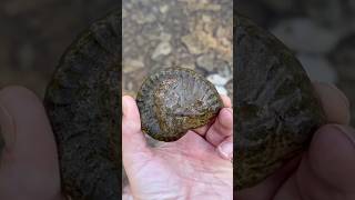 Ammonite Fossil Hunting Discovery  Surface Find  North Texas Creek Fossils [upl. by Yttap]