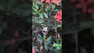 Spiders hunt prey Dangerous spider web spider hunting [upl. by Margaretha]