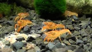 Cambarellus patzcuarensis orange  Mini ráčik CPO wwwshrimpsk [upl. by Kcirej]