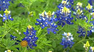 Beautiful bluebonnets of Texas [upl. by Francyne]