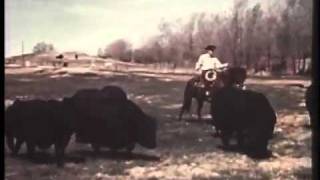 Angus Cattle History Mr Black Beef Builder [upl. by Connelley314]